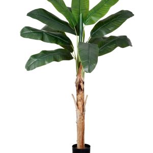 PLANTA  BANANEIRA NO POTE VERDE